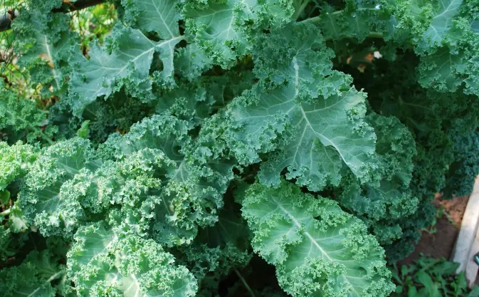 boerenkool moestuin boerenkool