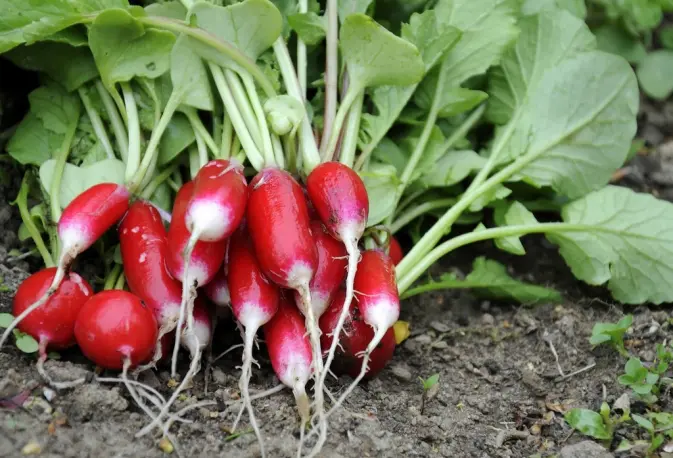 radijsjes moestuin radijsjes