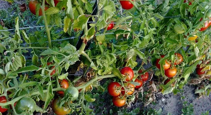 tomates tomaten moestuin