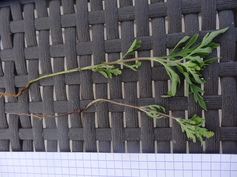 Ambroisie in bloei — Fijn ingesneden bladeren, groene aren met massale pollenproductie augustus-septe