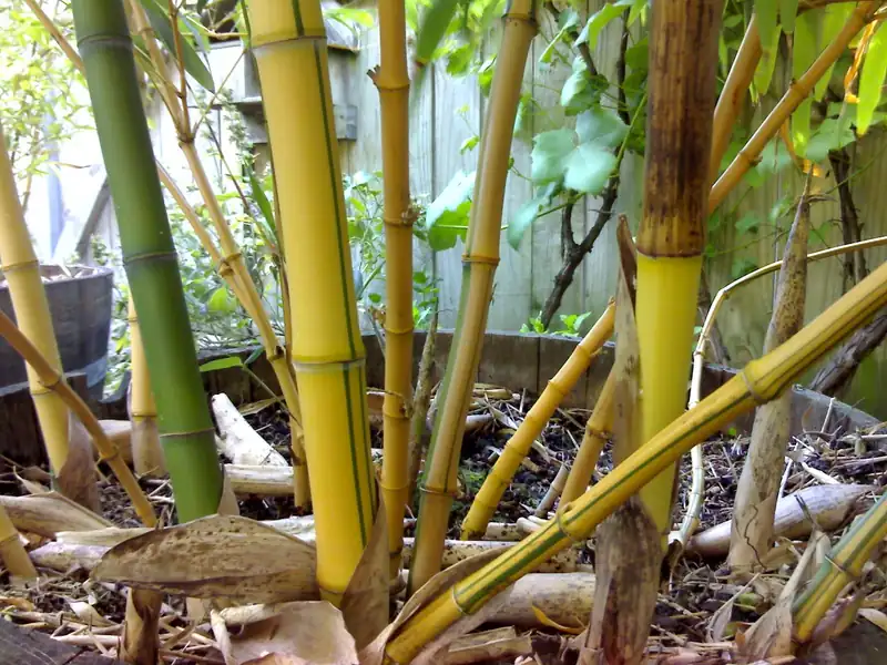 Bambou traçant — Houtige stengels met knopen en smalle bladeren. Lopende rhizomes onder grond — n
