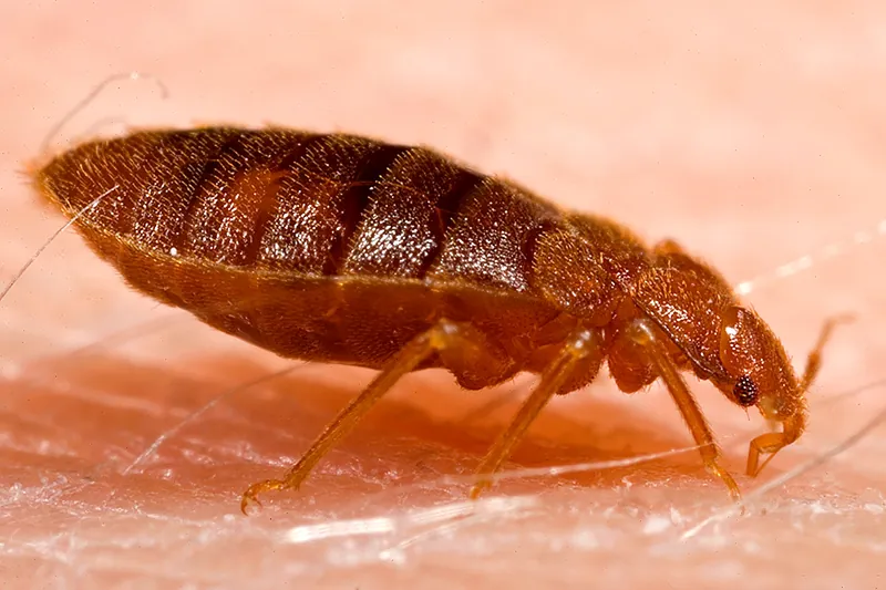 Volwassen bedwants — Afgeplat bruin lichaam met duidelijke segmenten, 4-7 mm.