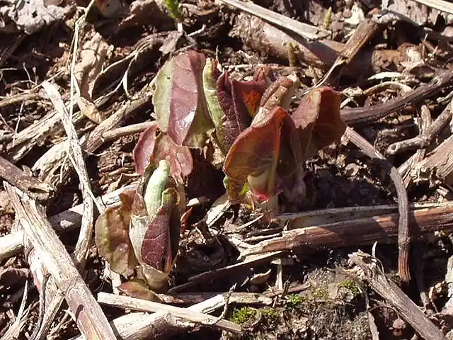Duizendknoop voorjaar — Rood-paarse jonge scheuten in maart-april — belangrijkste herkennings-moment.