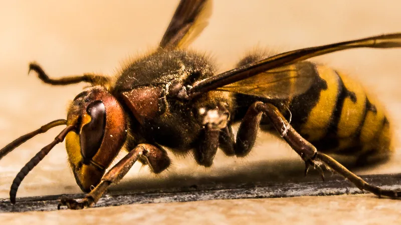 Frelon européen — Bruin-rode kop en borst, geel-zwarte buik. Groter dan een wesp.