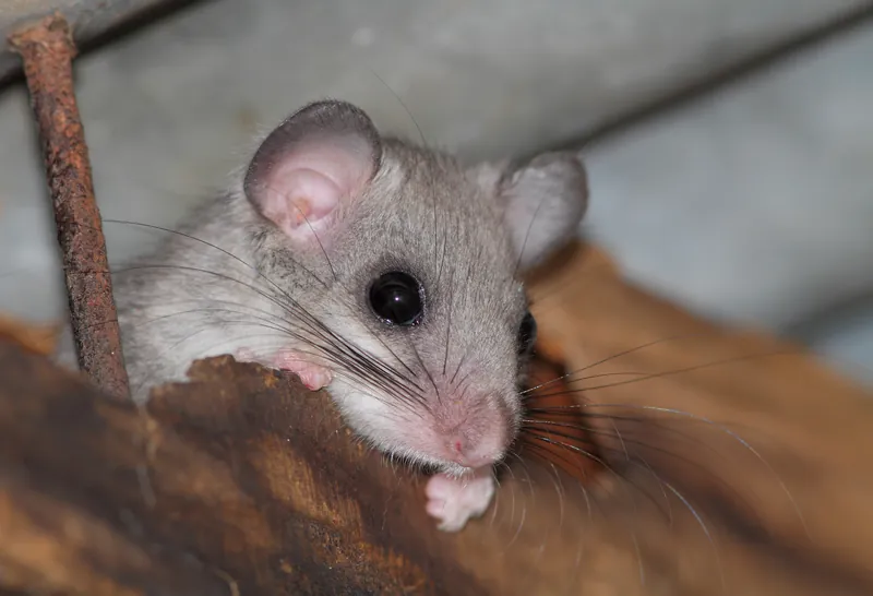Loir gris (Glis glis) — Relmuis — bouwt nesten in zolderisolatie, knaagt op kabels en hout. Aanvullend l