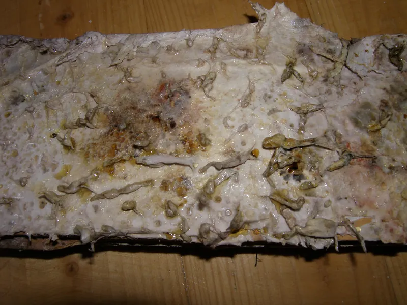Beginstadium — Wit, gelatineus mycelium op hout — vroeg signaal in vochtige ruimtes.