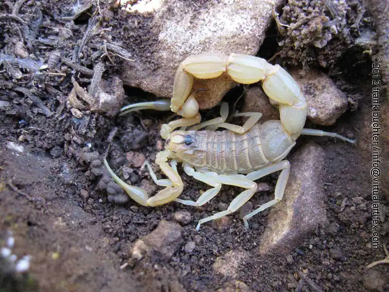 Scorpion languedocien — Geel-bruin, tot 8 cm — voorkomend in droge gebieden van zuidelijk Frankrijk.