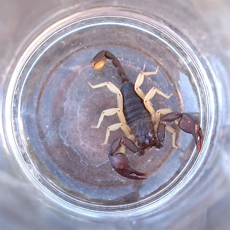 Scorpion noir — Klein donker lichaam, tot 4 cm — vaker binnenshuis in zuidelijke regio's.