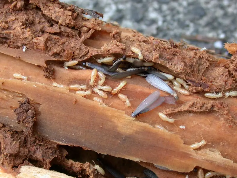 Termiet (Reticulitermes) — Hout van binnenuit uitgehold, hier met werksters in een open galerij. Van buiten