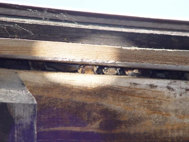 Roost in dakkap — Pipistrellen in een kraamkolonie binnen een gebouw — typisch zoldergebruik.