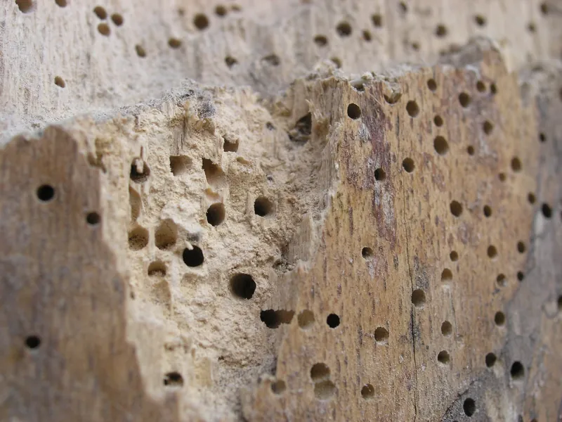 Vrillette — Kleine ronde uitvlieggaten van 1-3 mm in oud meubel of balk, met fijn poederig z