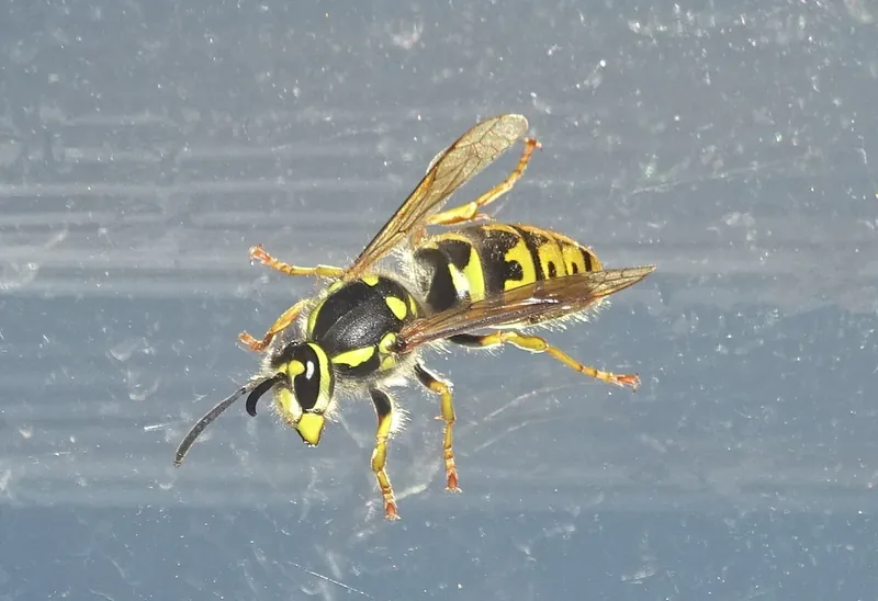 Wesp (Vespula) — Helder geel-zwart patroon, kleiner dan beide hoornaars-soorten.