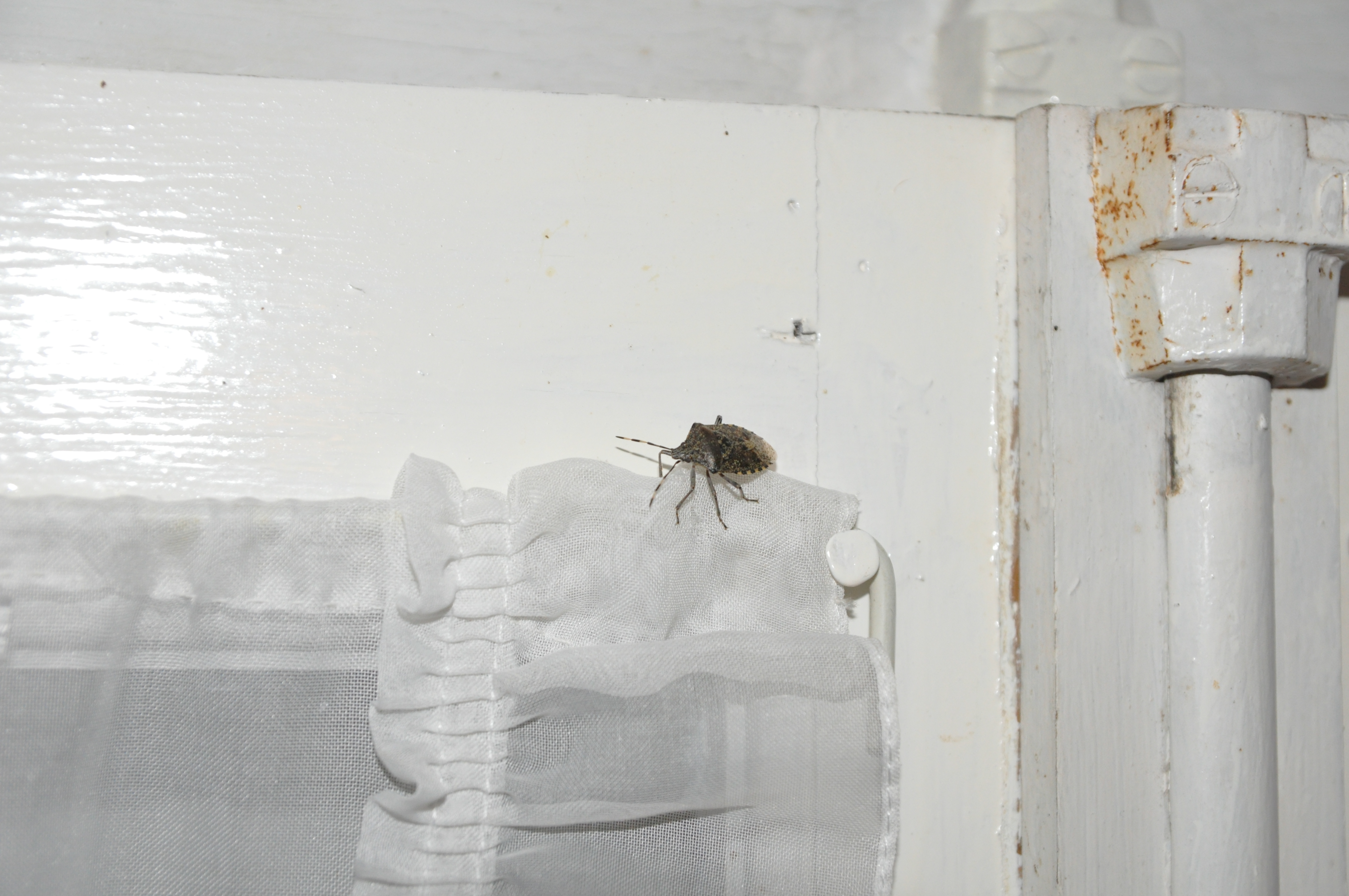 (schadelijke?) beestjes op hout Wonen en Leven in Frankrijk