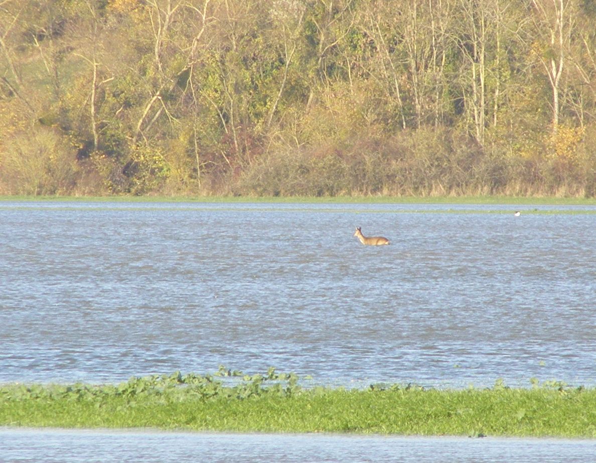 962ta-Hoogwater-in-de-maas.jpg