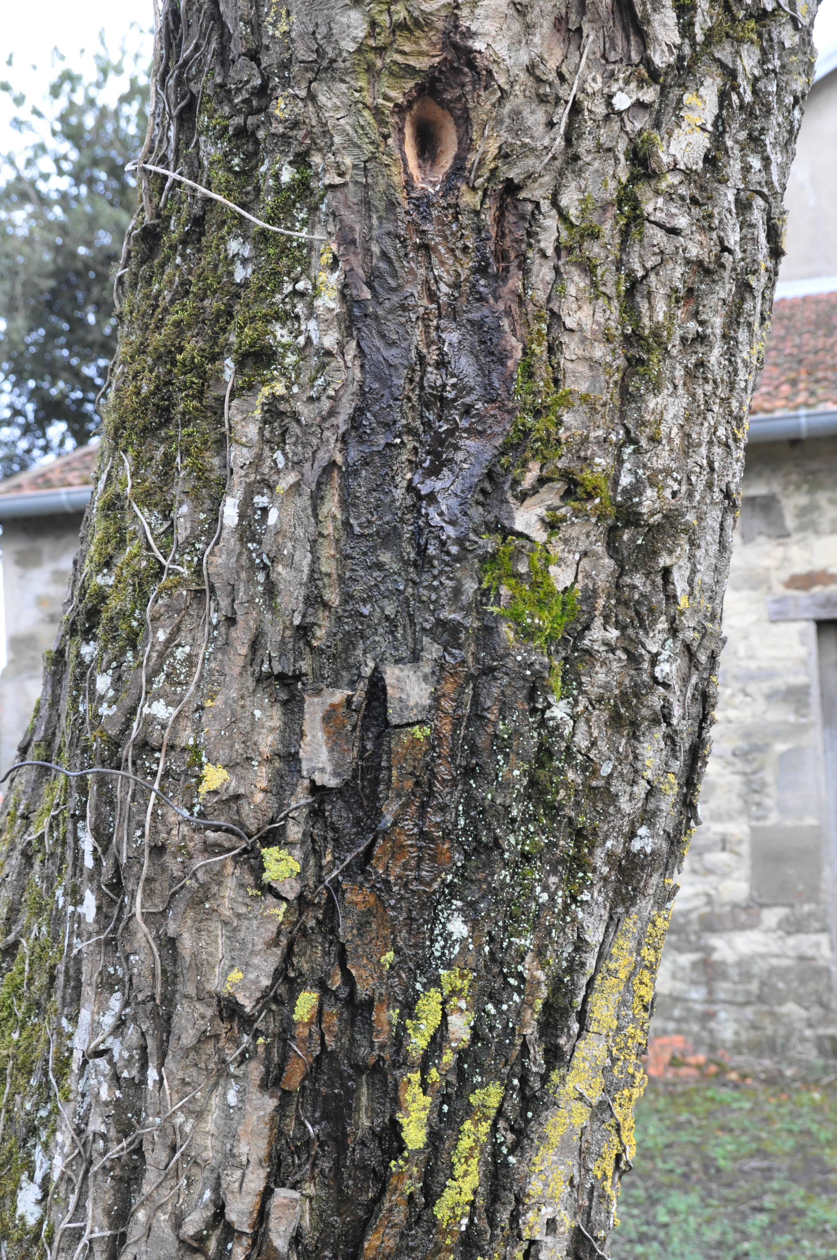 rb0xt-DSC_3787.jpg