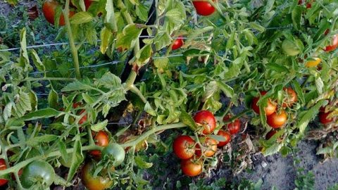 De Franse moestuin: werk in juni