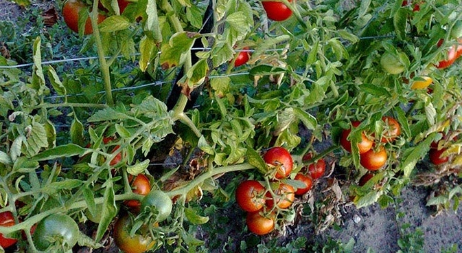 tomaten moestuin